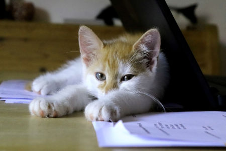 Katze_450 Katze 450